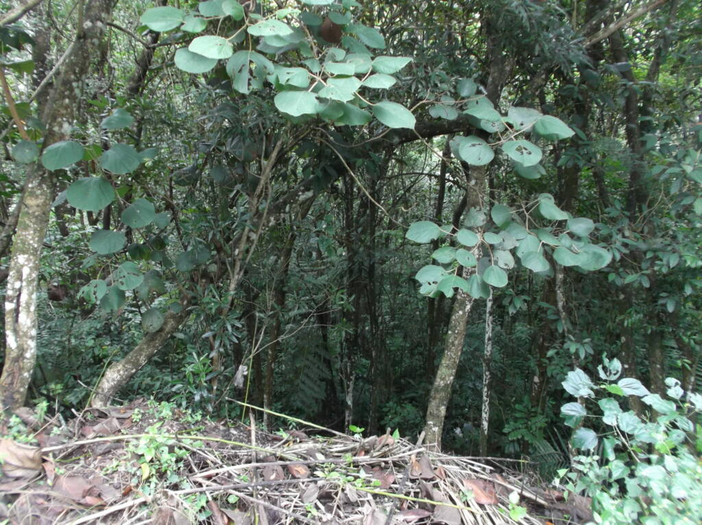 Chácara para venda 