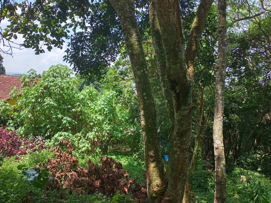 Terreno para venda 