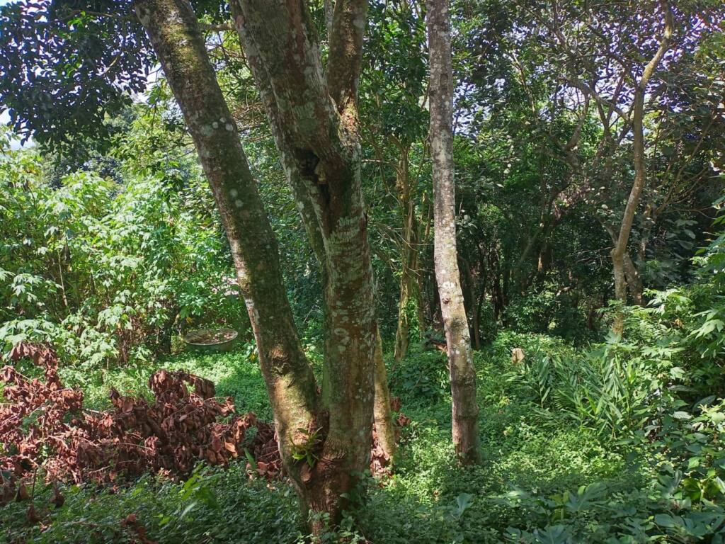 Terreno para venda 